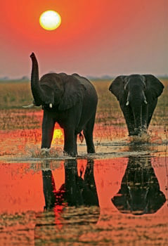 Botswana  Tb Elephant Bulls Crossing Through  Linyanti Swamps1