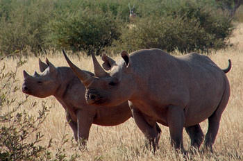 Tswalu  Black  Rhino