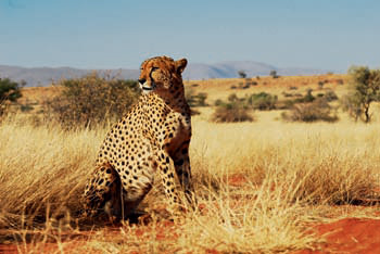 Tswalu Cheetah Landscape