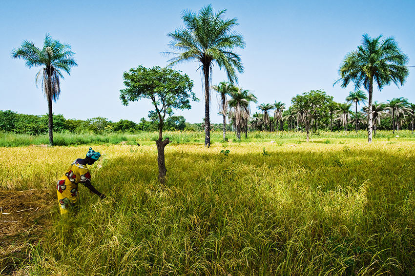 Rice Paddy Brikama Gambia 3076