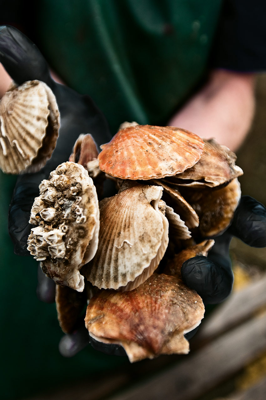 Scallops