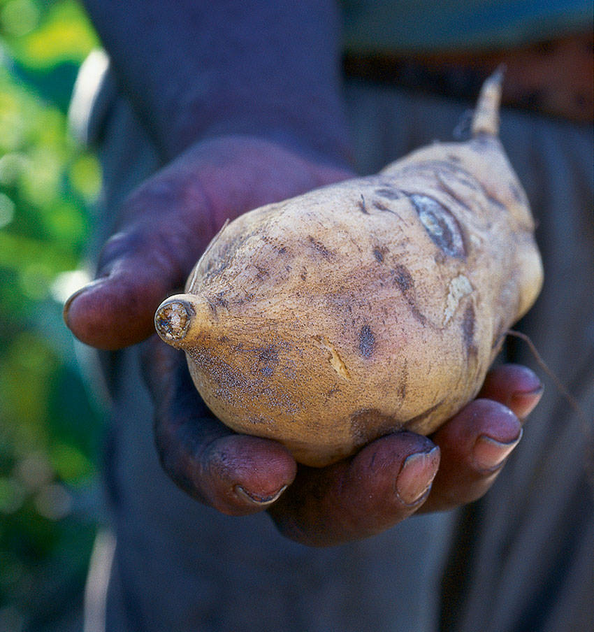 Sweet Potato